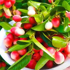 Karonda Plant